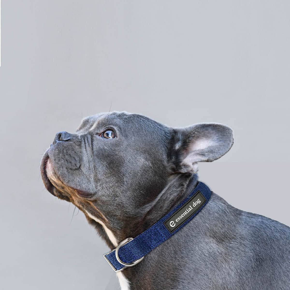 Organic Hemp & Cotton Dog Collar - Ink Blue - Image 5