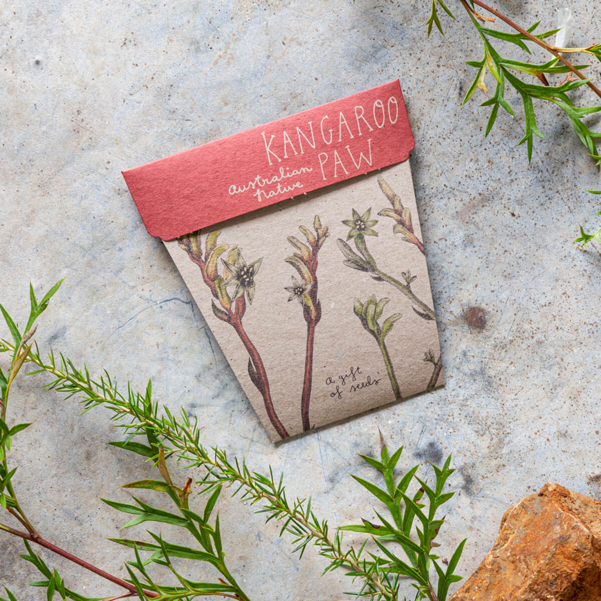 Gift of Seeds - Kangaroo Paw - Image 3