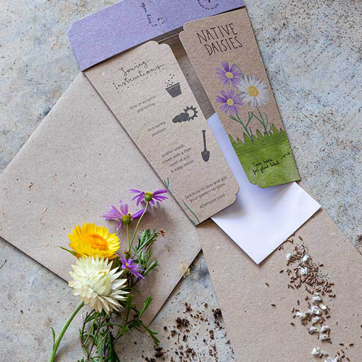 Gift of Seeds - Native Daisies - Image 4