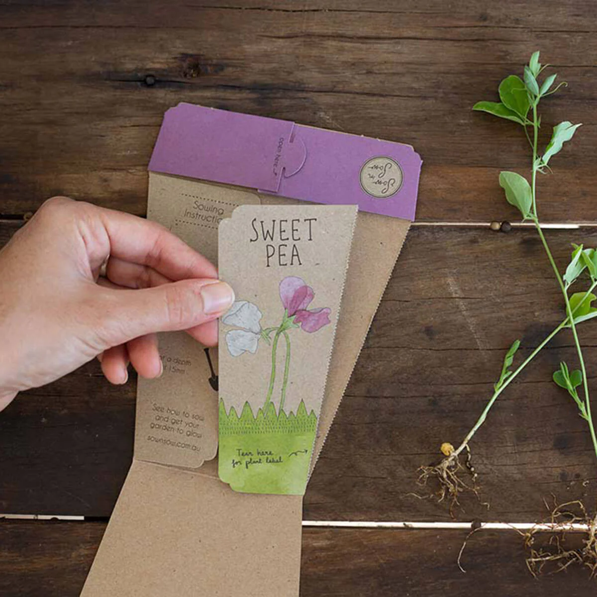 Gift of Seeds - Sweet Pea - Image 3