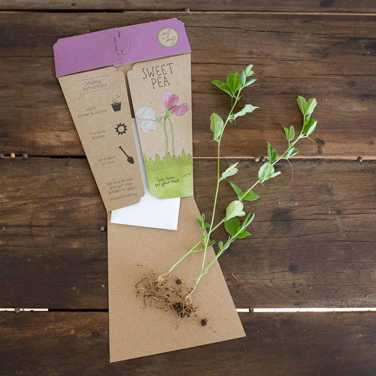 Gift of Seeds - Sweet Pea - Image 4