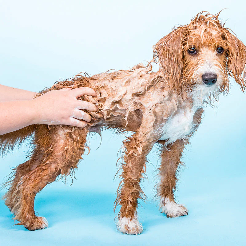 Shampooch Unscented Solid Dog Shampoo - Image 3
