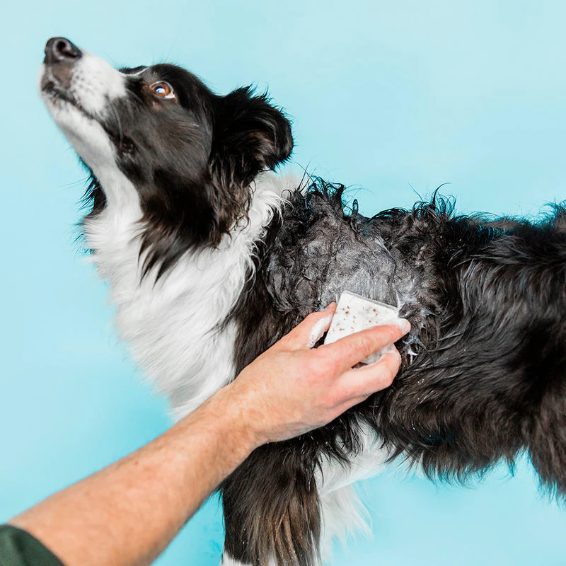Shampooch Unscented Solid Dog Shampoo - Image 4