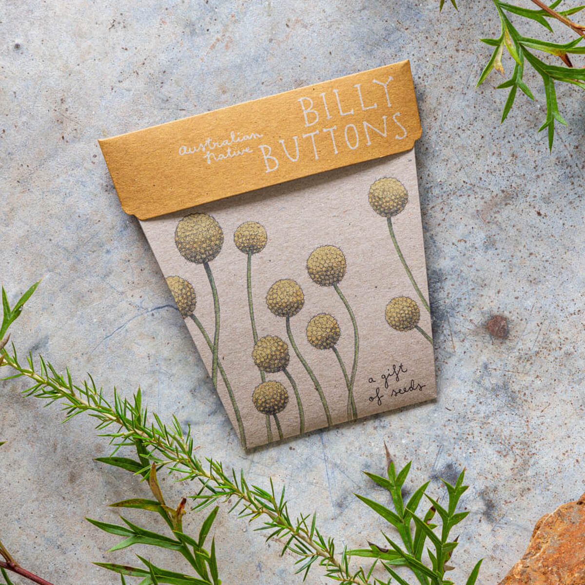 Gift of Seeds - Billy Buttons - Image 3
