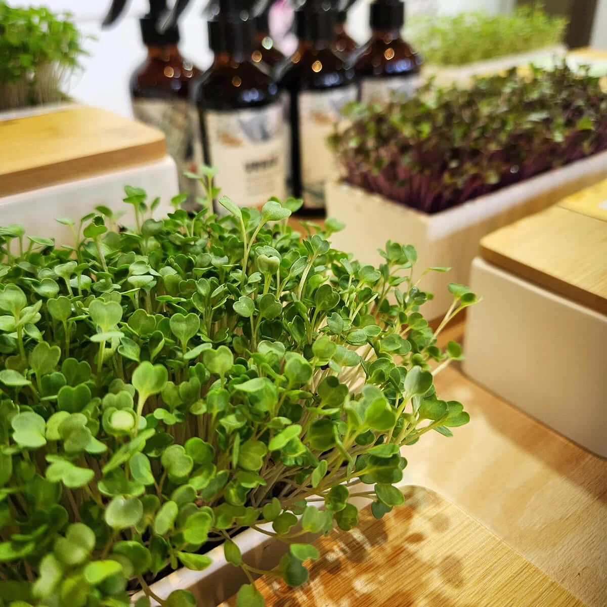Micro Herbs Windowsill Grow Kit - Image 2