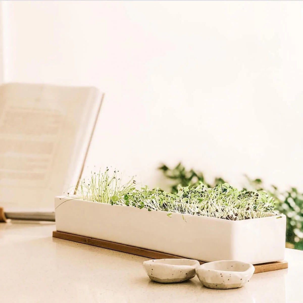 Micro Herbs Windowsill Grow Kit - Image 3